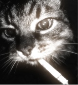 صورة الـavatar