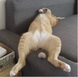 Guest_crapulette