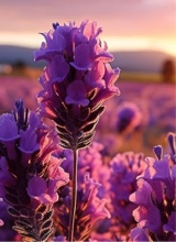 Guest_lavender96