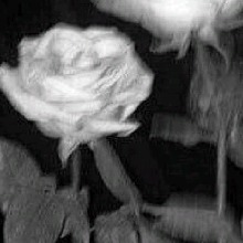 Guest_LAILAXOXO24