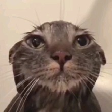 Guest_ZarkButLazy