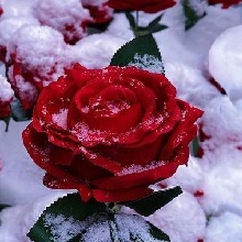 Guest_Alexa0027