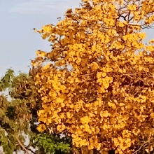 Guest_Tiaginho4