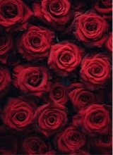 Guest_QueenRosa