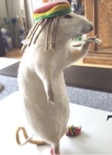 Guest_slowelectriccrimb694
