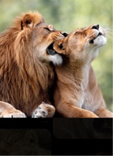 Guest_Elena987213