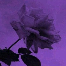 Guest_Rose101833