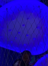 Guest_Darius528597