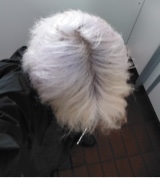 Guest_Luca755856