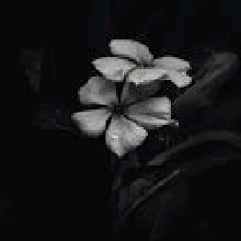 Guest_Jack163906