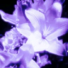 Guest_Kristal998845