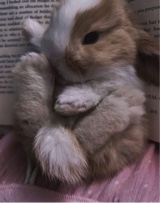 Guest_bunny434987