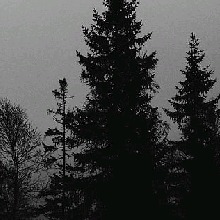 Guest_Willdangr