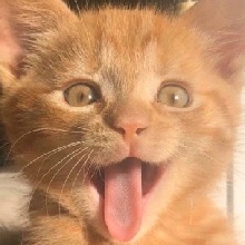Guest_Bunnybeeen