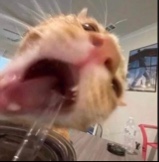 Guest_elouu