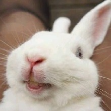 Guest_Conejo27