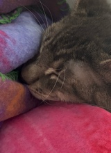 Snoozee
