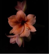 Guest_Kryzys1