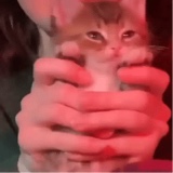 Guest_CyrusSuns