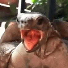 Guest_TORGUS1