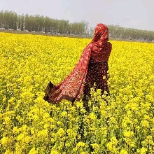 Guest_Lovepreet1