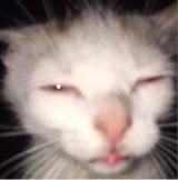 Guest_catseyes