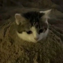 Guest_YNVYlesbian
