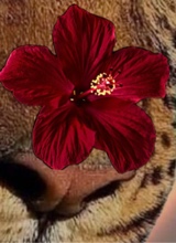 Guest_suzanna1