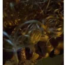 Guest_Bombom22