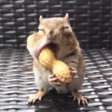 Guest_MunchieCrunchie