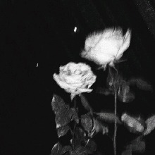 Guest_Qiluvvv