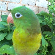 Guest_Pedro2020