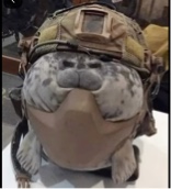 Guest_SillySeal1