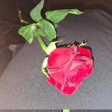 Guest_Anela16