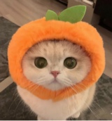 Guest_siopao3