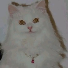 Guest_NourChe