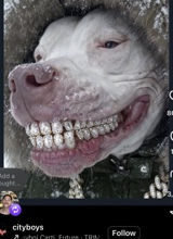 avpic