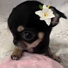 Guest_SarahSantana