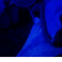 Guest_Lexi77586