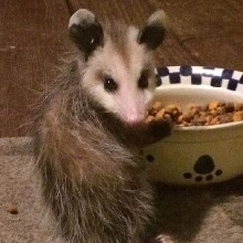 Guest_Selkie7
