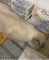 Guest_KIodi