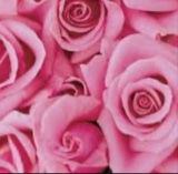 Guest_Rose90578