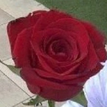 Guest_tiffanybluerosep1ca7