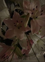 Guest_Zoe83945
