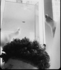 dabiggestbrat