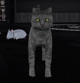 Guest_KarmatheGothCat