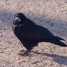 Guest_LuckyLe0