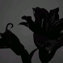 Guest_ruella4