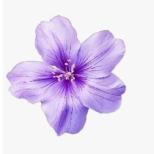 Guest_Lissa185537