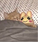 Guest_AwkwardJazzy